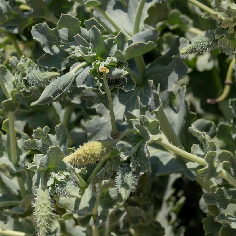 Glaucium flavum - Gelber Hornmohn (Laub)