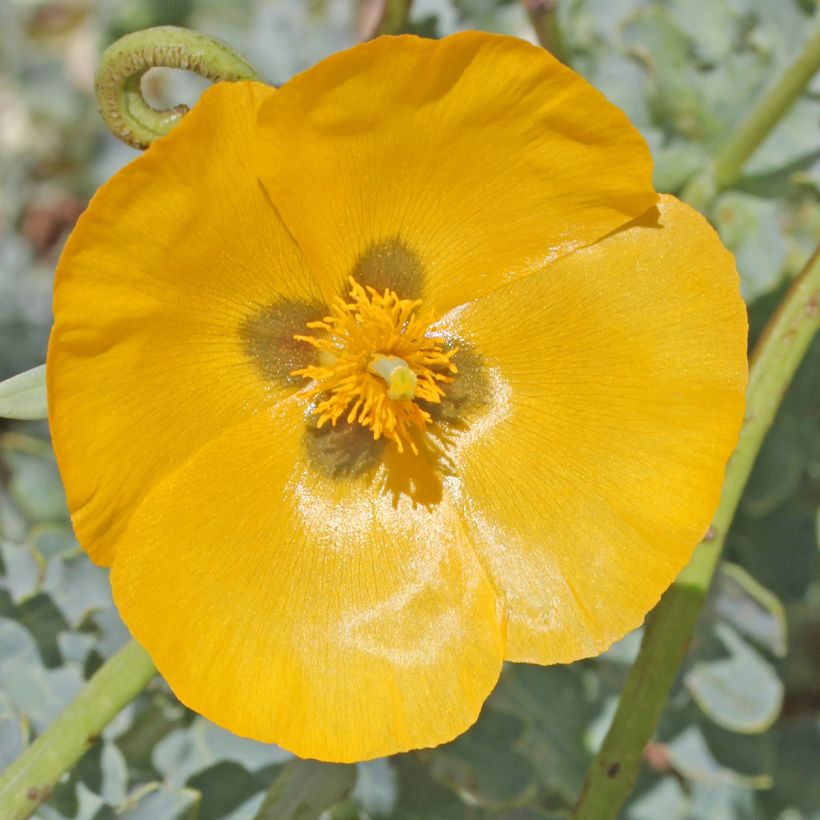 Glaucium flavum - Gelber Hornmohn (Blüte)