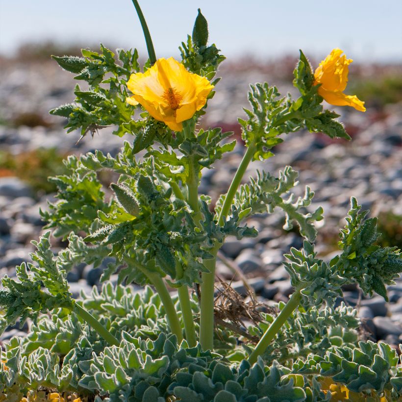 Glaucium flavum - Gelber Hornmohn (Hafen)