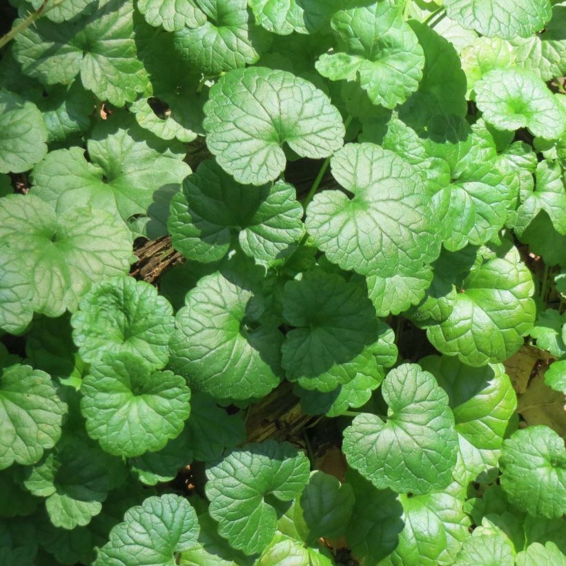 Glechoma hederacea - Gundermann (Laub)