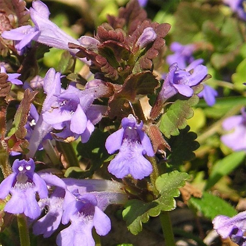 Glechoma hederacea - Gundermann (Blüte)