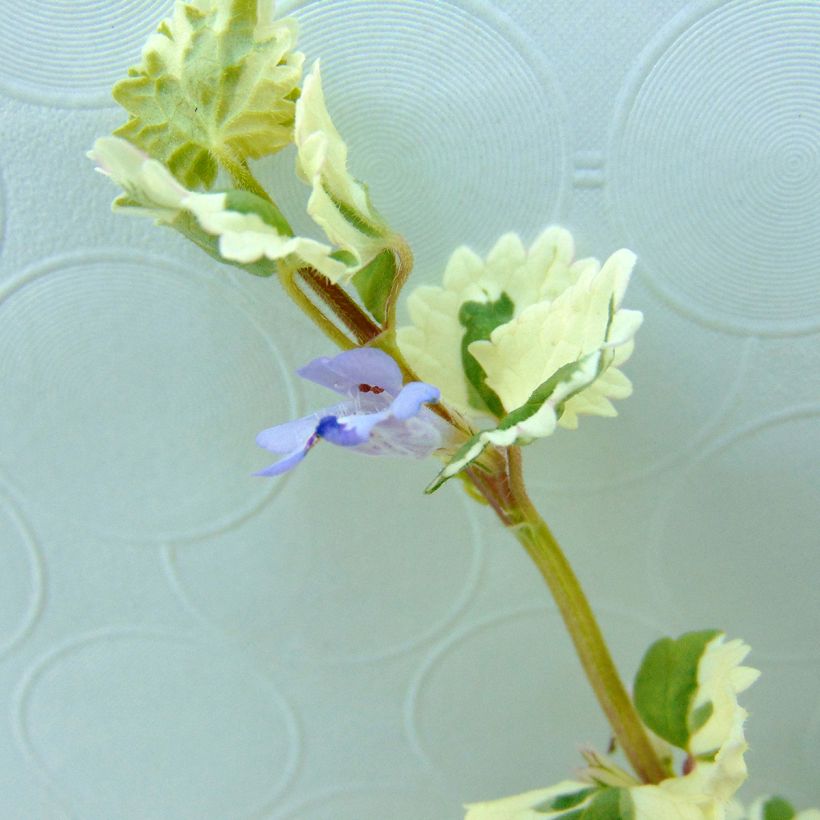 Glechoma hederacea Variegata - Gundermann (Blüte)