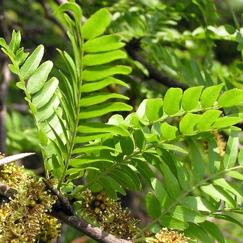 Gleditsia triacanthos - Gleditschie (Laub)