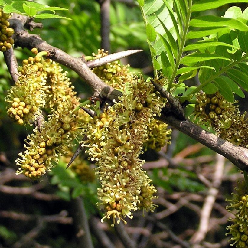 Gleditsia triacanthos - Gleditschie (Blüte)