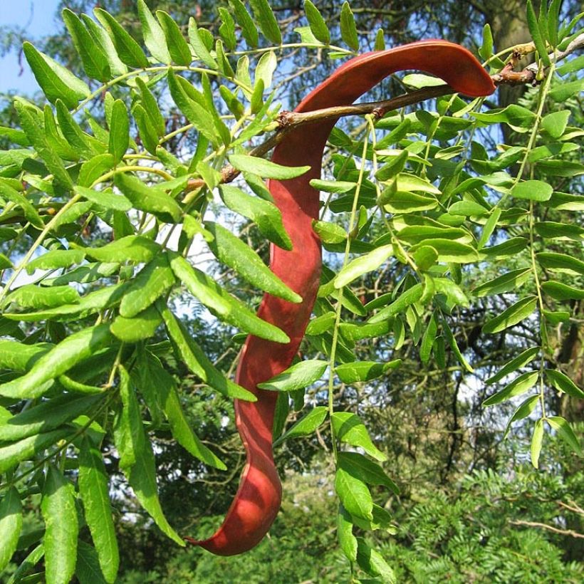 Gleditsia triacanthos - Gleditschie (Ernte)