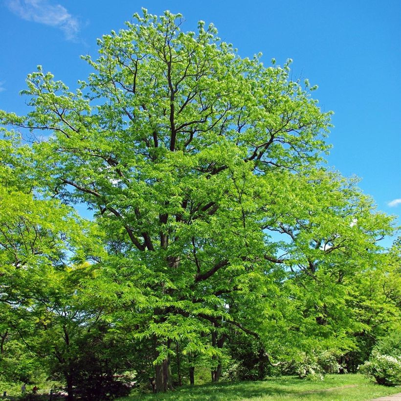 Gleditsia triacanthos - Gleditschie (Hafen)