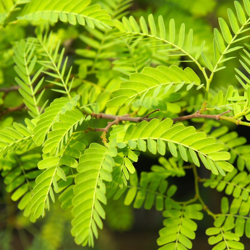 Gleditsia triacanthos Elegantissima - Gleditschie (Laub)