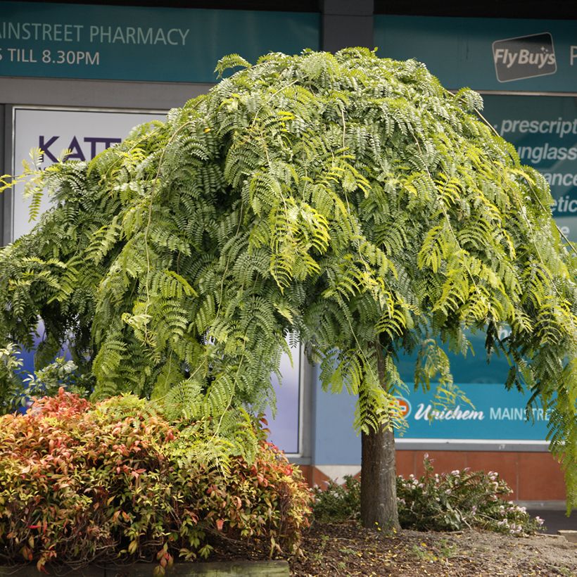 Gleditsia triacanthos Emerald Cascade - Gleditschie (Hafen)