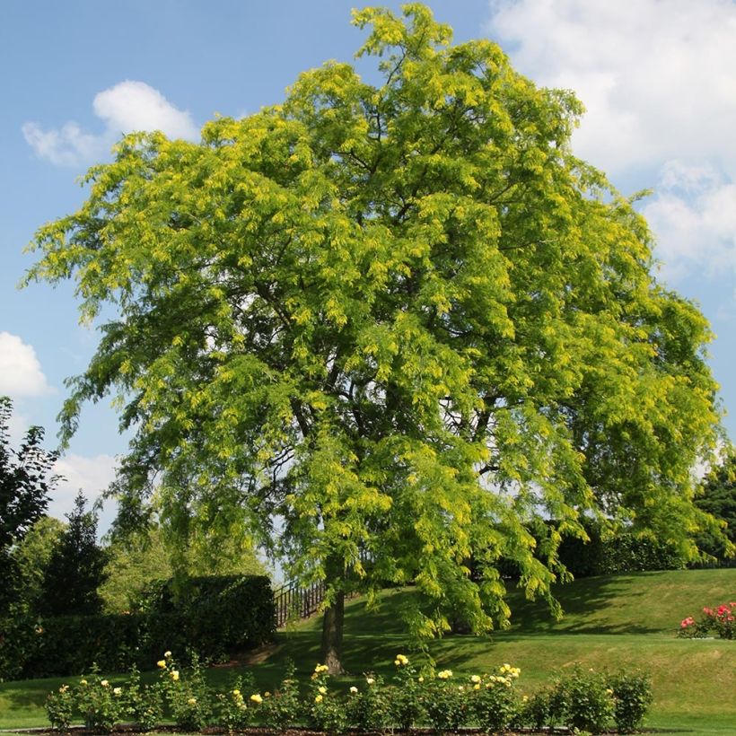 Gleditsia triacanthos f.inermis Shademaster - Gleditschie (Hafen)