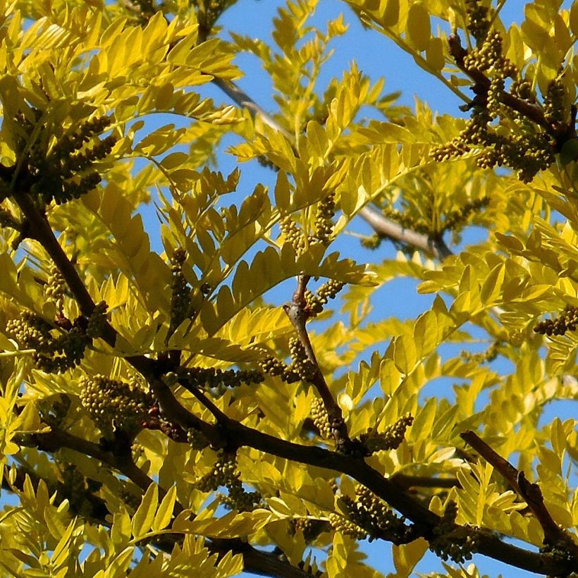 Gleditsia triacanthos f.inermis Shademaster - Gleditschie (Laub)