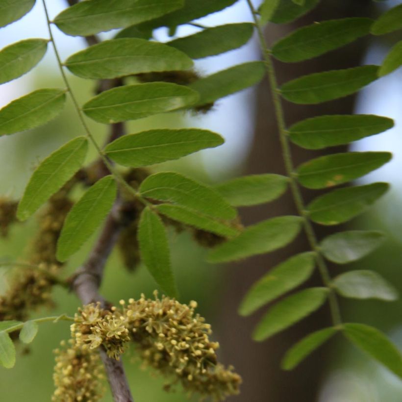 Gleditsia triacanthos f.inermis Skyline - Gleditschie (Laub)