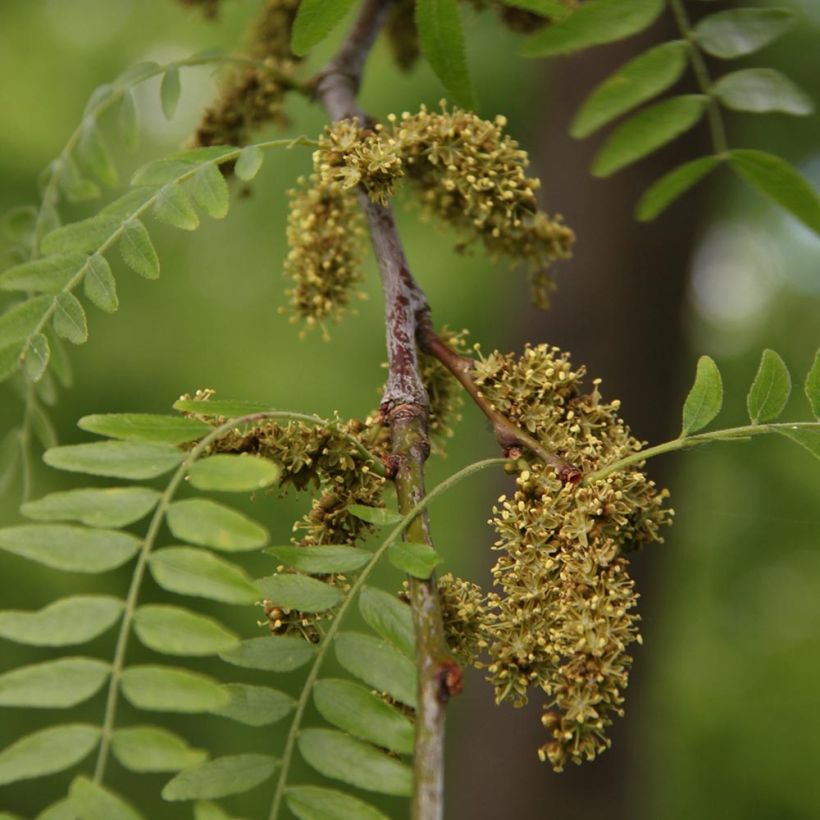 Gleditsia triacanthos f.inermis Skyline - Gleditschie (Blüte)