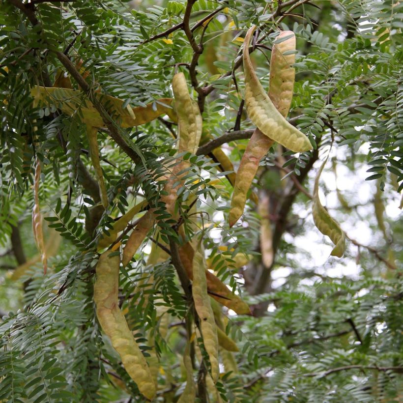 Gleditsia triacanthos f.inermis Skyline - Gleditschie (Ernte)