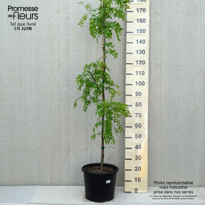 Exemplar von Gleditsia triacanthos f.inermis Skyline - Gleditschie Topf mit 12L/15LGelieferte Höhe ca. 125/150cm wie im Frühjahr geliefert