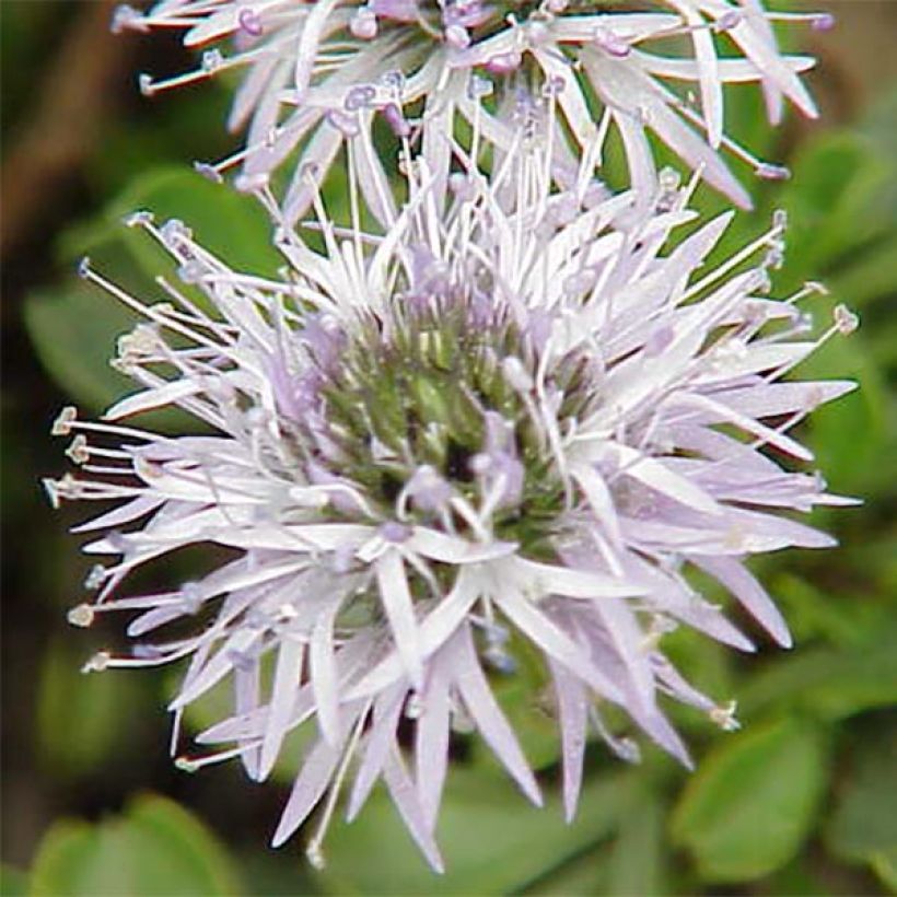 Globularia cordifolia - Kugelblume (Blüte)