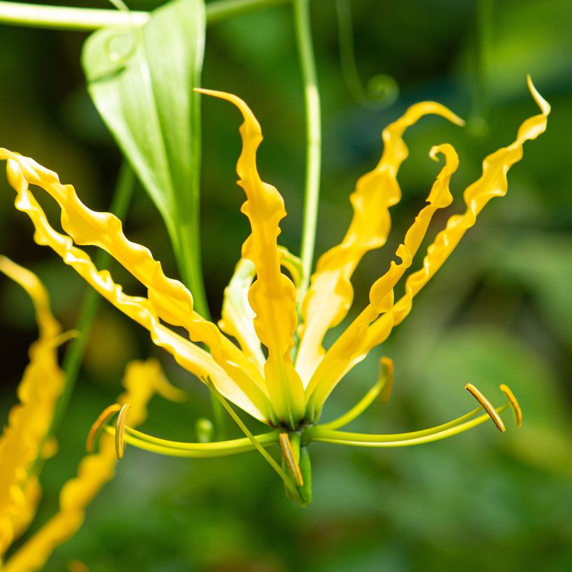 Gloriosa lutea Lutea - Ruhmeskrone (Blüte)