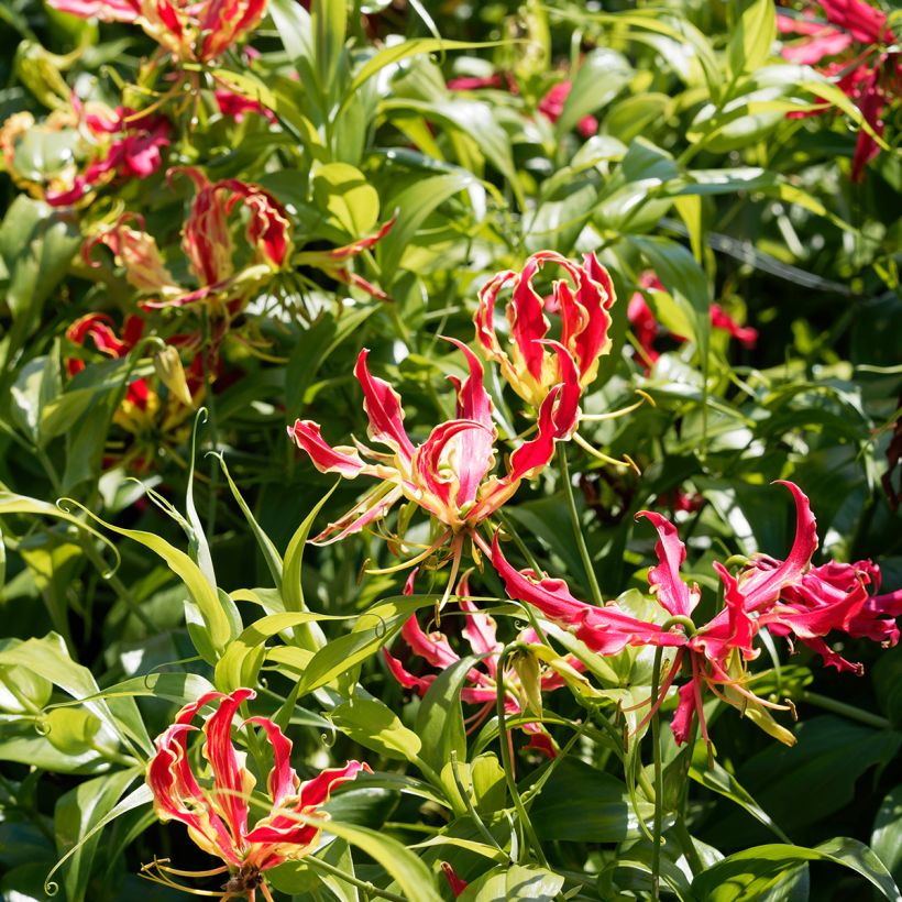 Gloriosa superba var. rothschildiana - Ruhmeskrone (Hafen)