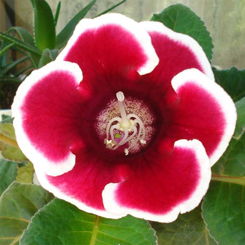 Gloxinia speciosa Kaiser Friedrich (Blüte)