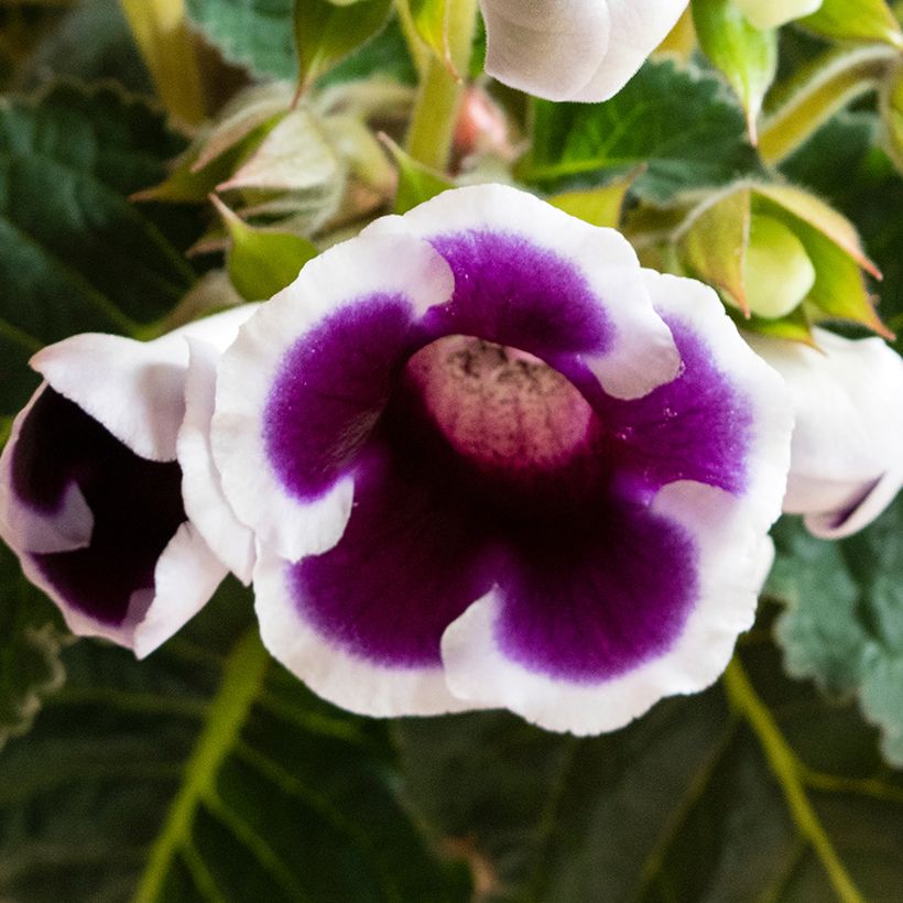 Gloxinia speciosa Kaiser Wilhelm (Blüte)