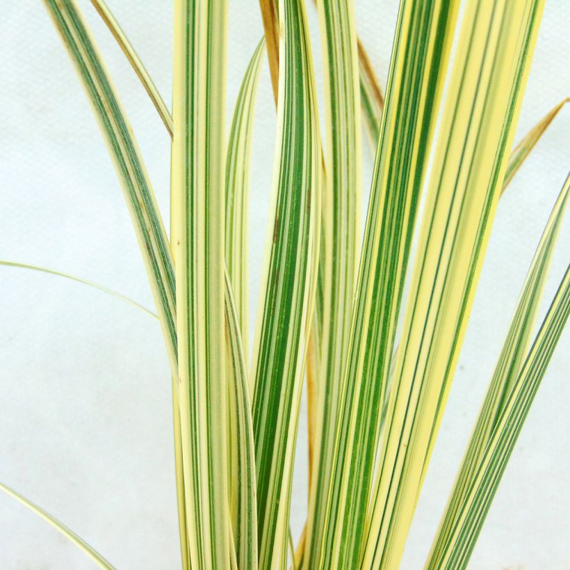 Glyceria maxima Variegata - Wasserschwaden (Laub)