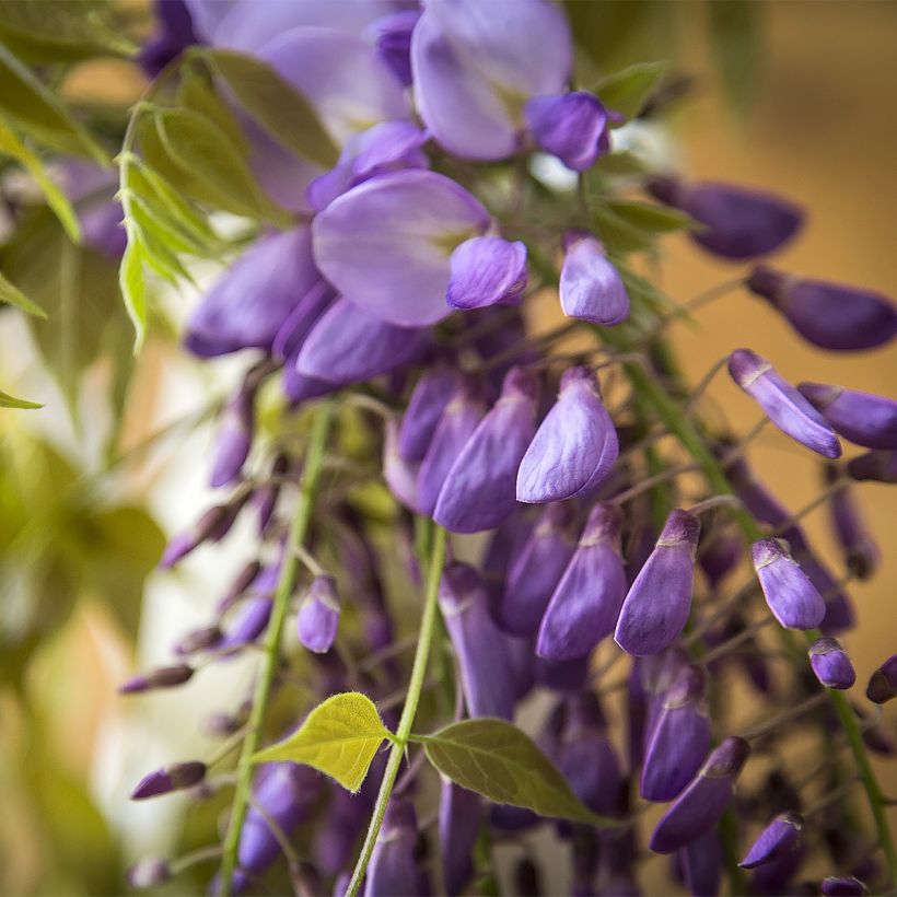 Wisteria brachybotrys Yokohama Fuji - Blauregen (Blüte)