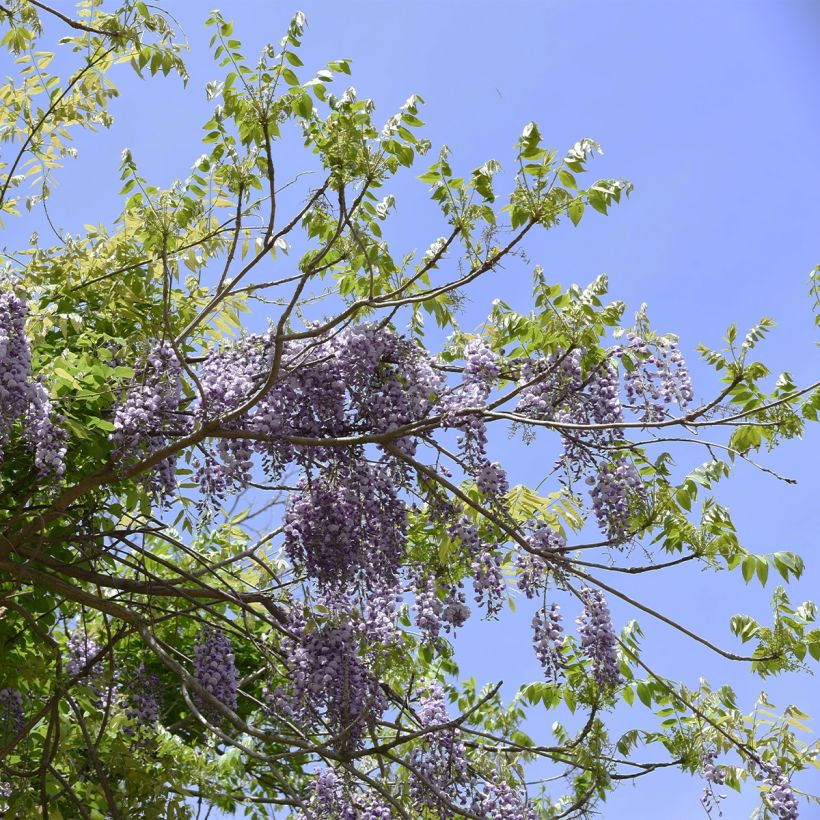 Wisteria brachybotrys Yokohama Fuji - Blauregen (Hafen)