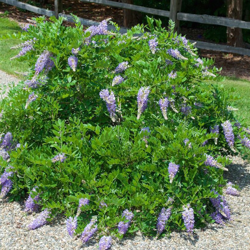 Wisteria macrostachya Aunt Dee - Blauregen (Hafen)