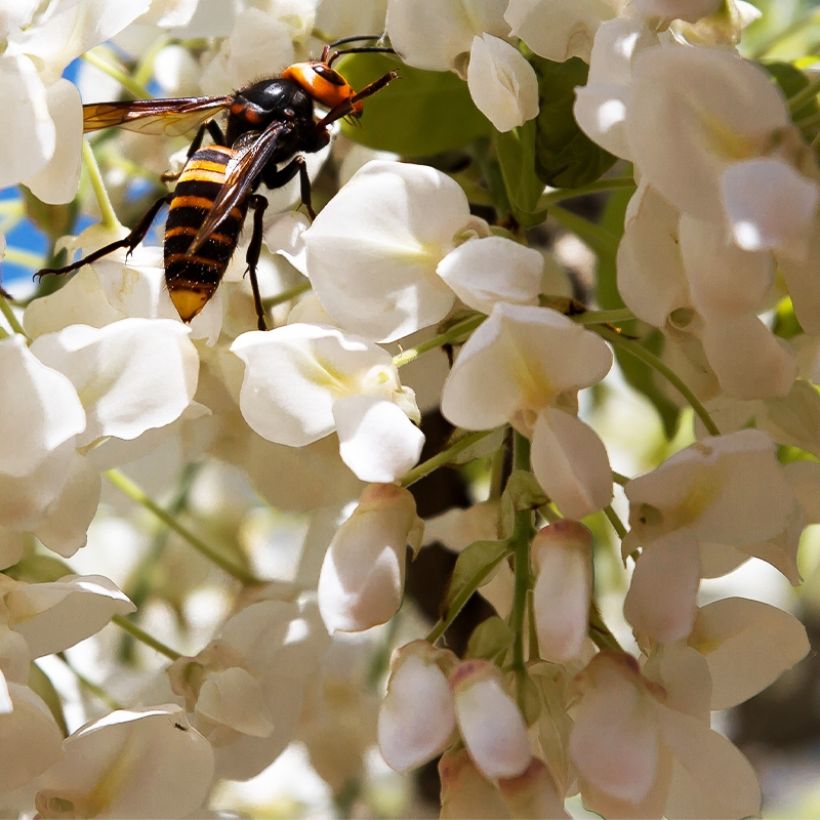 Wisteria frutescens var. macrostachya Clara Mack - Blauregen (Blüte)