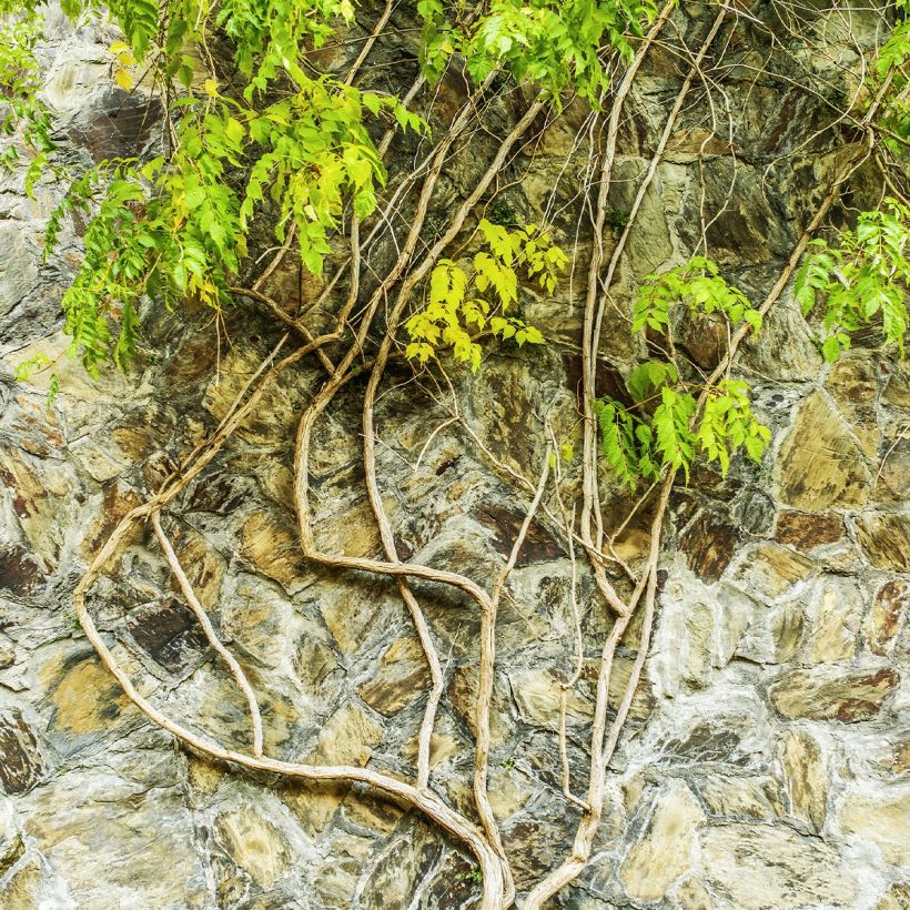 Wisteria frutescens var. macrostachya Clara Mack - Blauregen (Hafen)