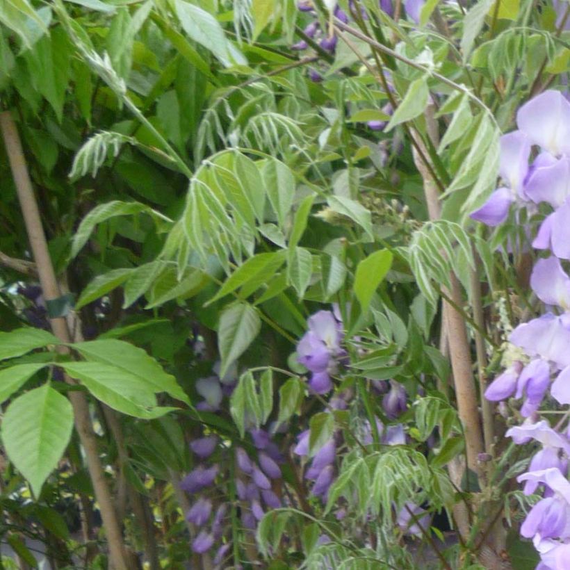 Wisteria sinensis Caroline - Chinesische Glyzinie (Laub)