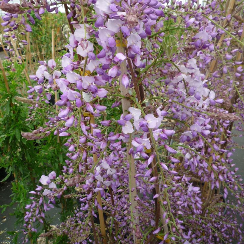 Wisteria sinensis Caroline - Chinesische Glyzinie (Blüte)