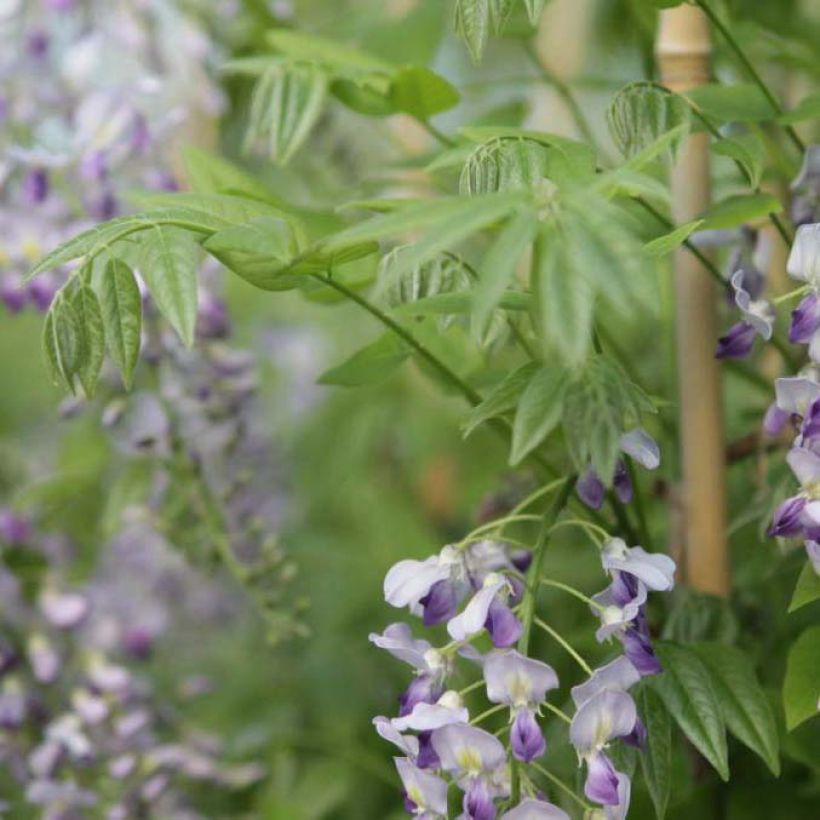 Wisteria sinensis Prolific - Chinesische Glyzinie (Laub)