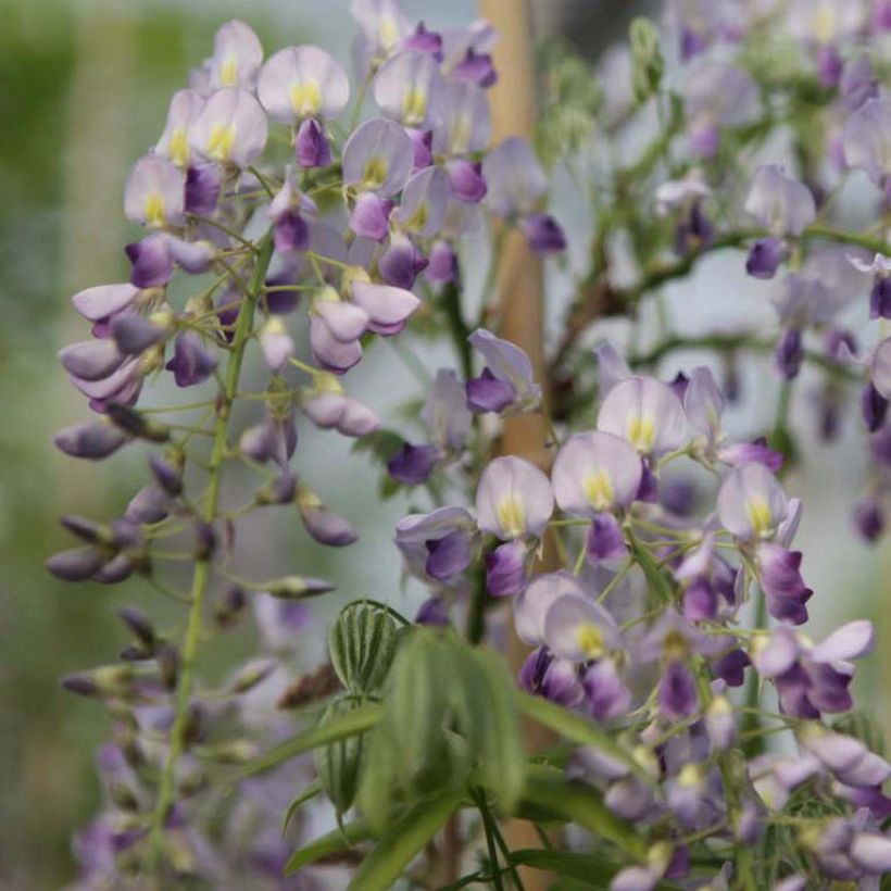 Wisteria sinensis Prolific - Chinesische Glyzinie (Blüte)