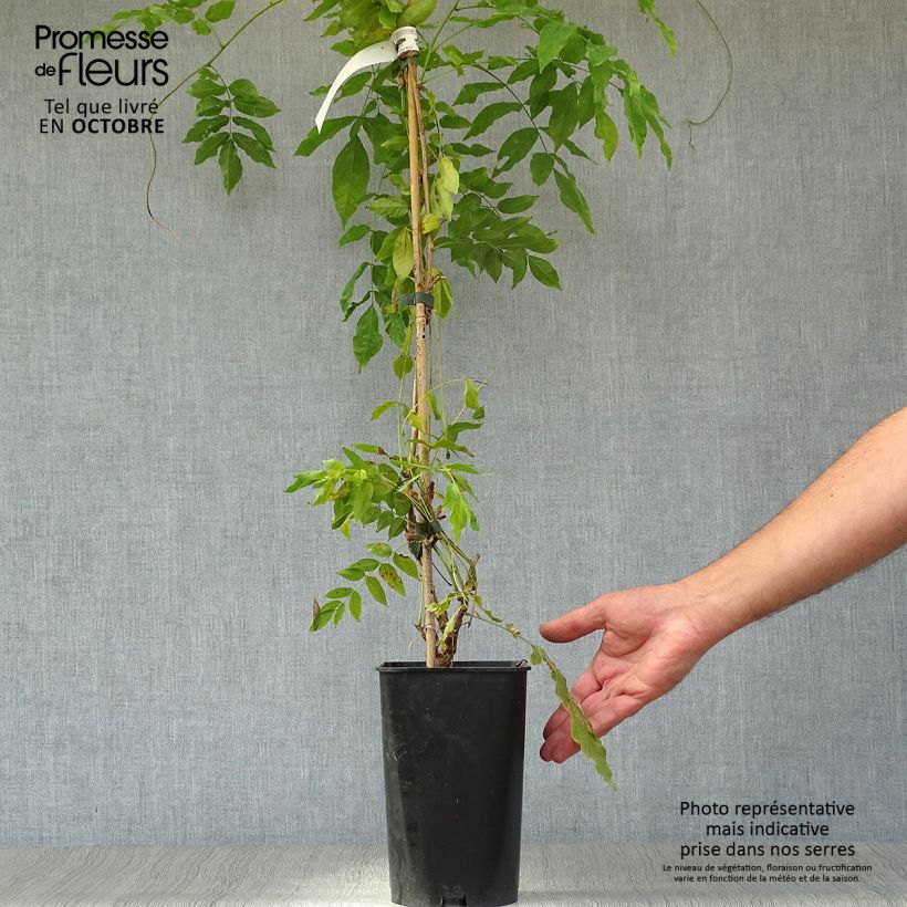 Exemplar von Glycine d'été - Millettia japonica Satsuma Pot de 2L/3L wie im Herbst geliefert