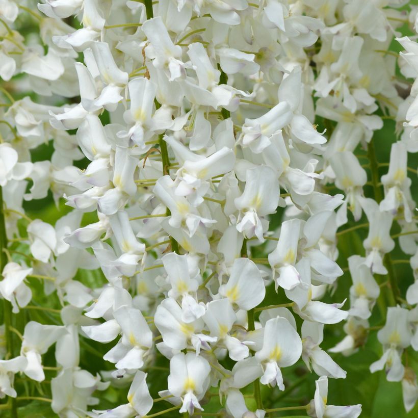 Wisteria floribunda Shiro-noda - Reichblütige Glyzinie (Blüte)