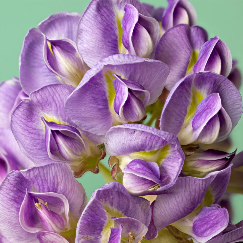 Wisteria frutescens - Blauregen (Blüte)