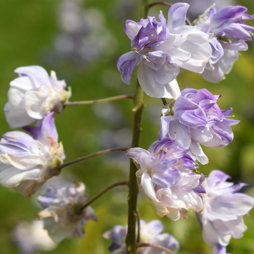 Wisteria floribunda Ed's Blue Dragon - Reichblütige Glyzinie (Blüte)