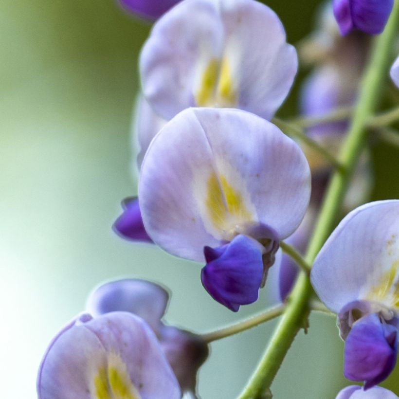 Wisteria floribunda Premature - Reichblütige Glyzinie (Blüte)