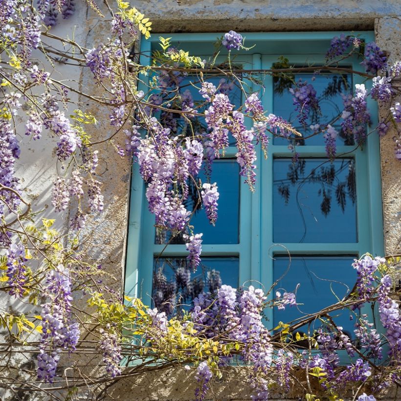 Wisteria floribunda Premature - Reichblütige Glyzinie (Hafen)