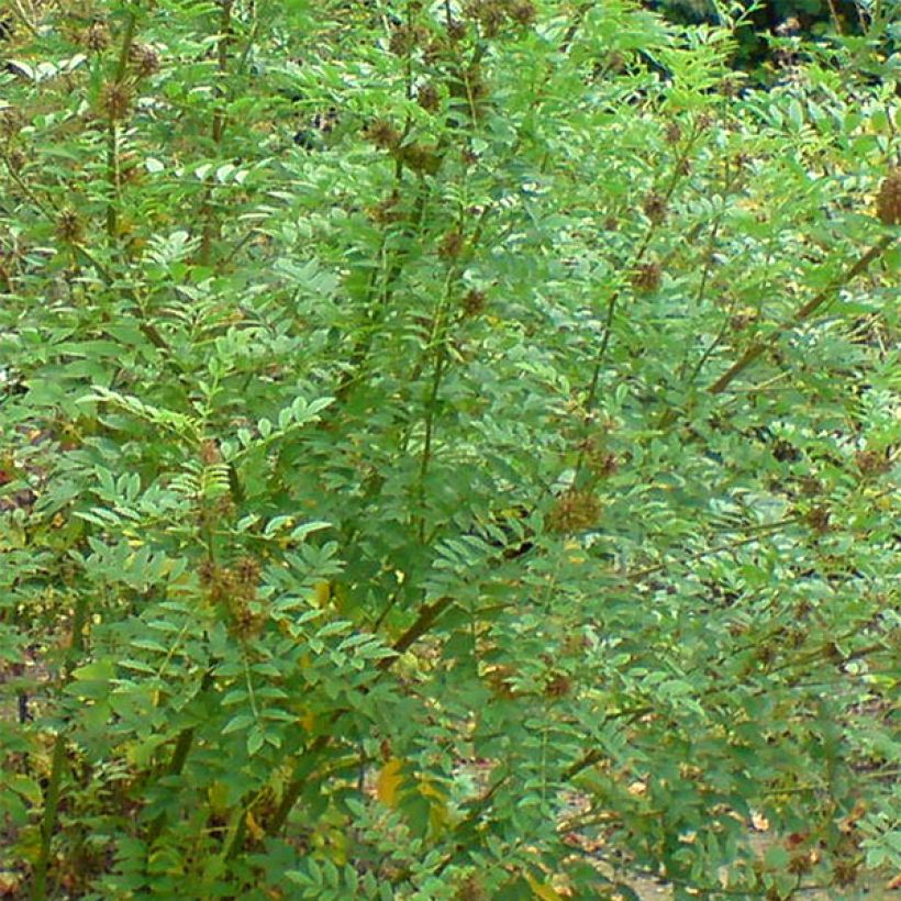 Süßholz - Glycyrrhiza glabra (Laub)