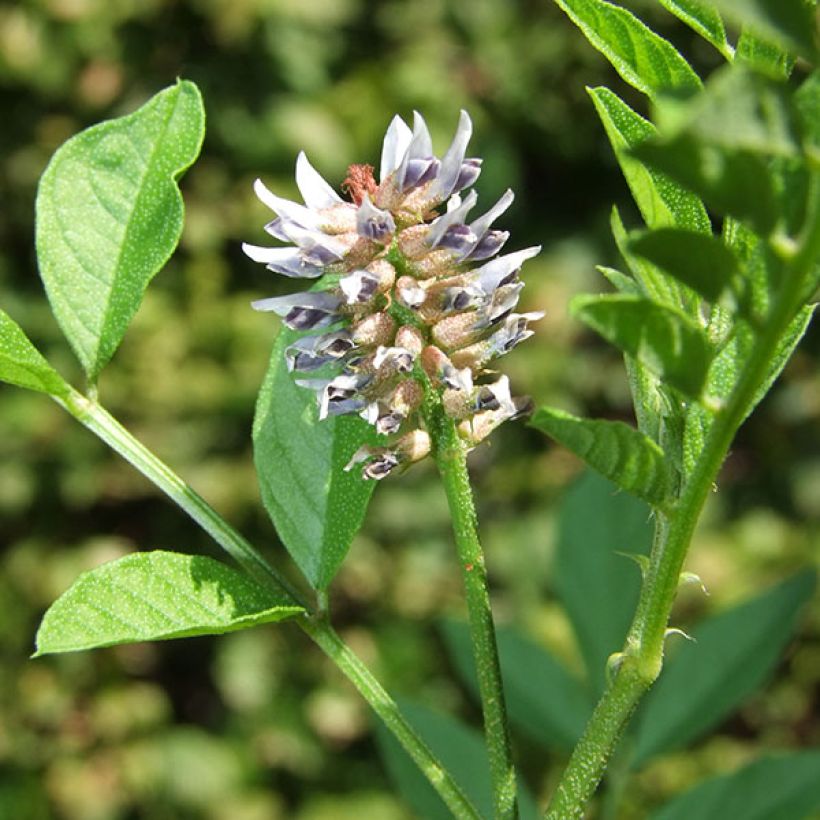 Süßholz - Glycyrrhiza glabra (Blüte)