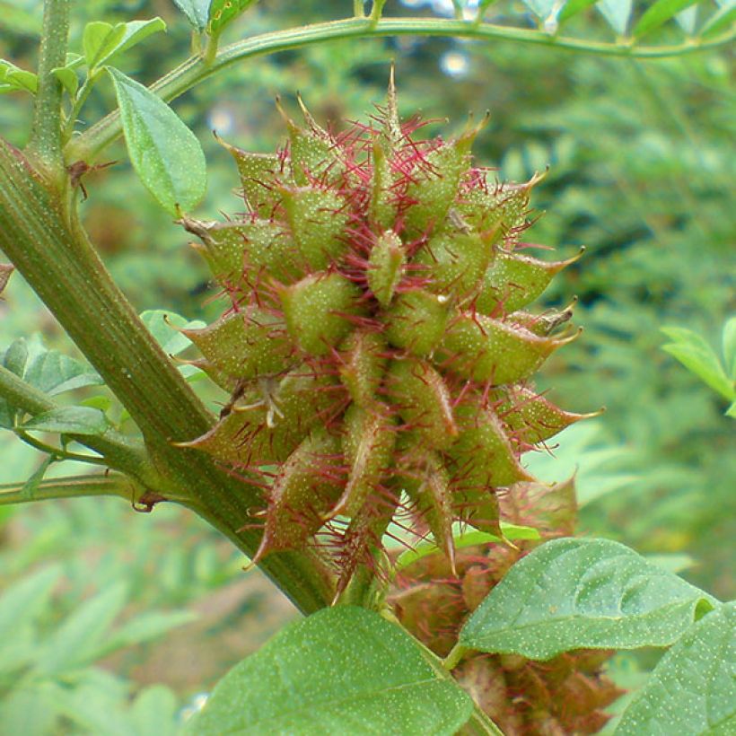 Süßholz - Glycyrrhiza glabra (Ernte)