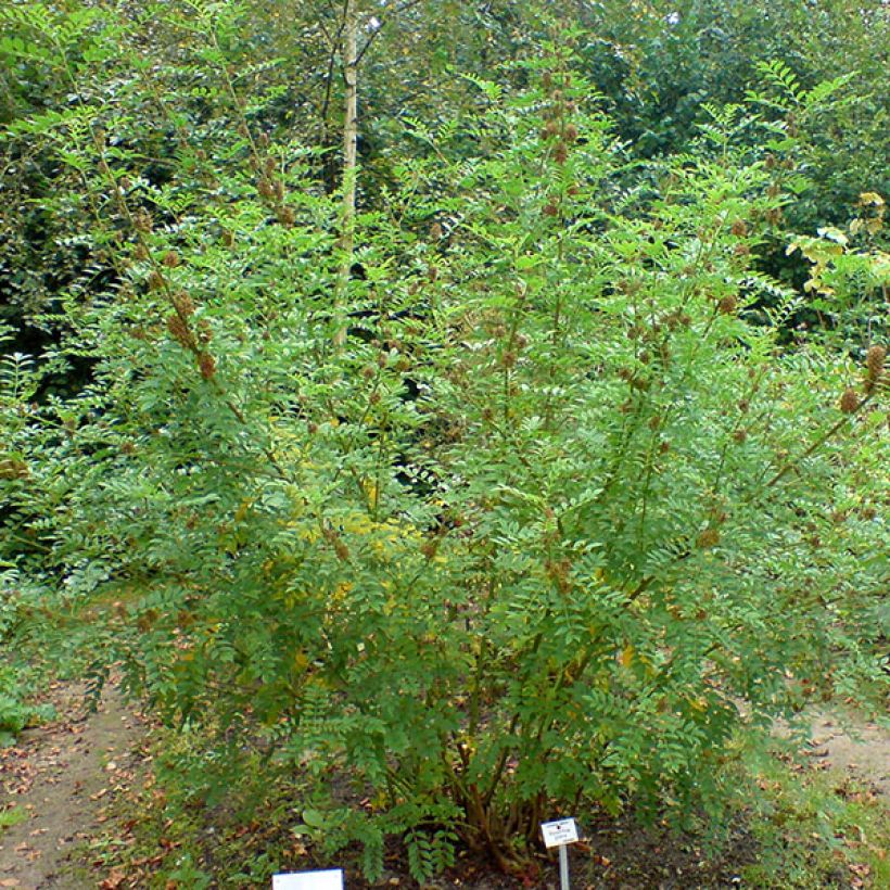 Süßholz - Glycyrrhiza glabra (Hafen)