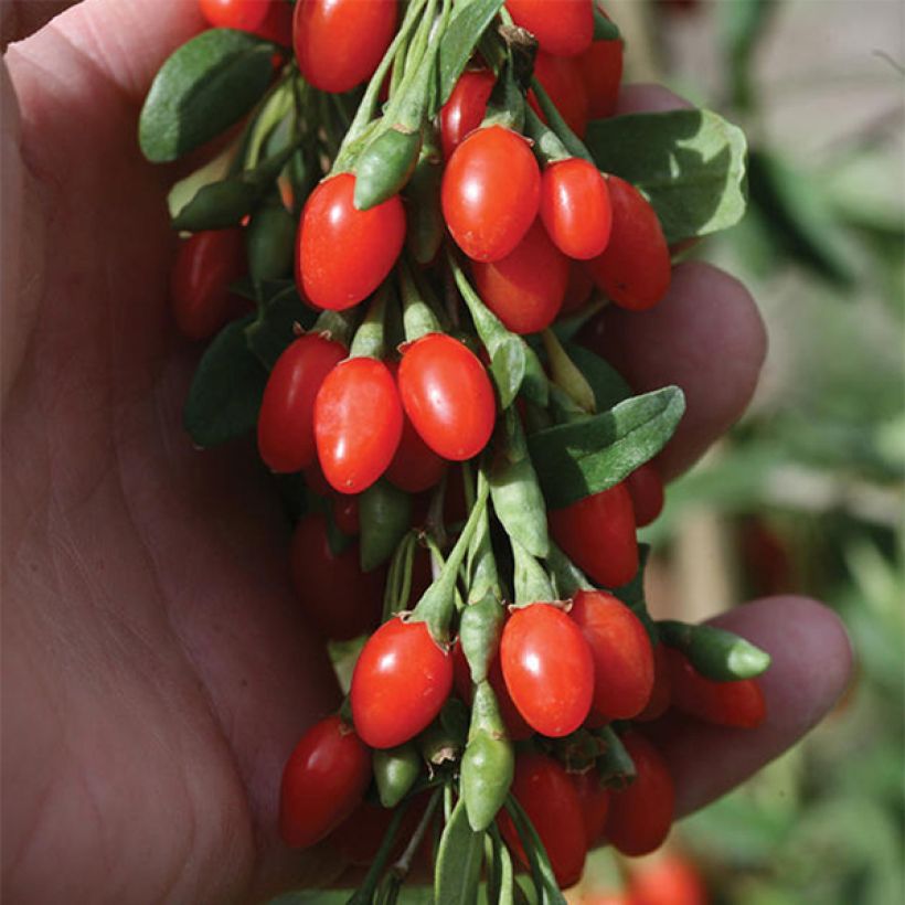 Gemeiner Bocksdorn Big Lifeberry - Lycium (Blüte)