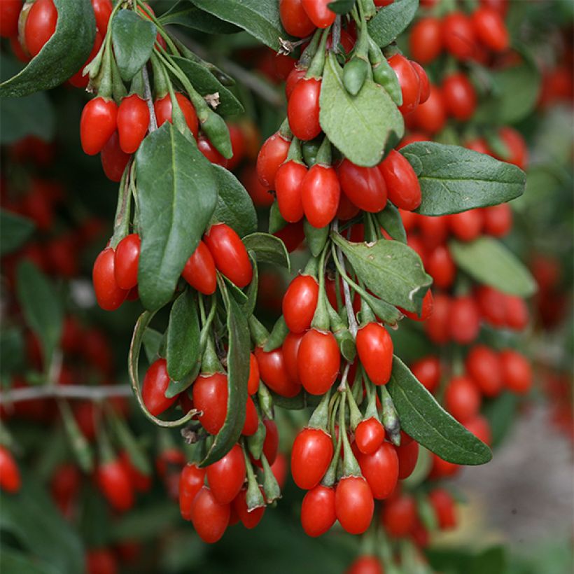 Gemeiner Bocksdorn Sweet Lifeberry - Lycium (Blüte)