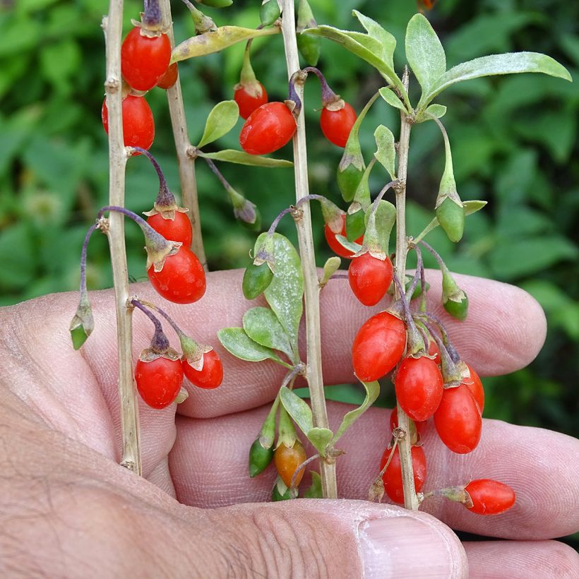 Gemeiner Bocksdorn Sweet Lifeberry - Lycium (Ernte)