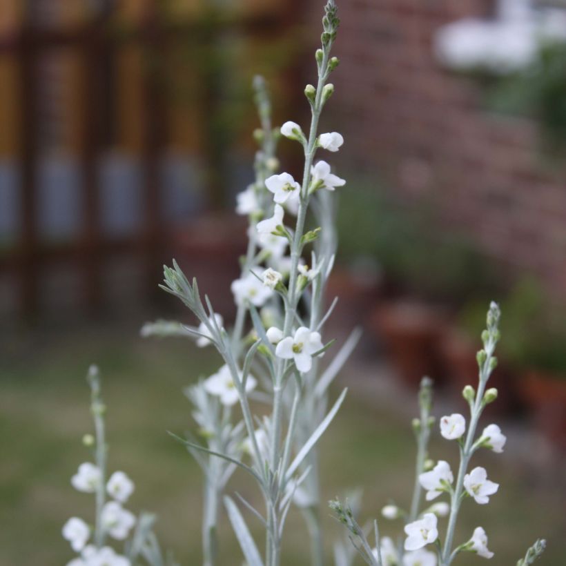 Gomphostigma virgatum White Candy (Blüte)