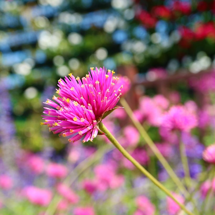 Gomphrena pulchella Truffula Pink - Kugelamarant (Blüte)