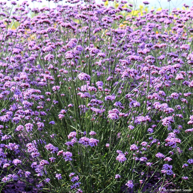 Verbena bonariensis Vanity (Samen) - Argentinisches Eisenkraut (Hafen)