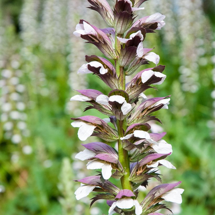 Acanthus mollis (Samen) - Weicher Akanthus (Blüte)